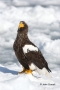 Stellers-Sea-Eagle;Eagle;Sea-Eagle;Haliaeetus-pelagicus;Stellers-Sea-Eagle;Birds